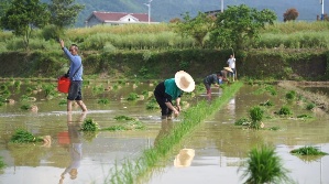 村民在田间插秧、撒肥。中方县融媒体中心供图